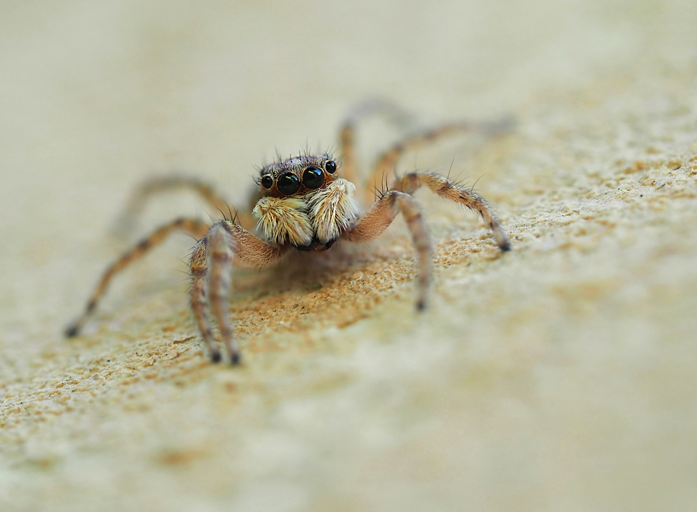 Menemerus semilimbatus Weibchen (2)