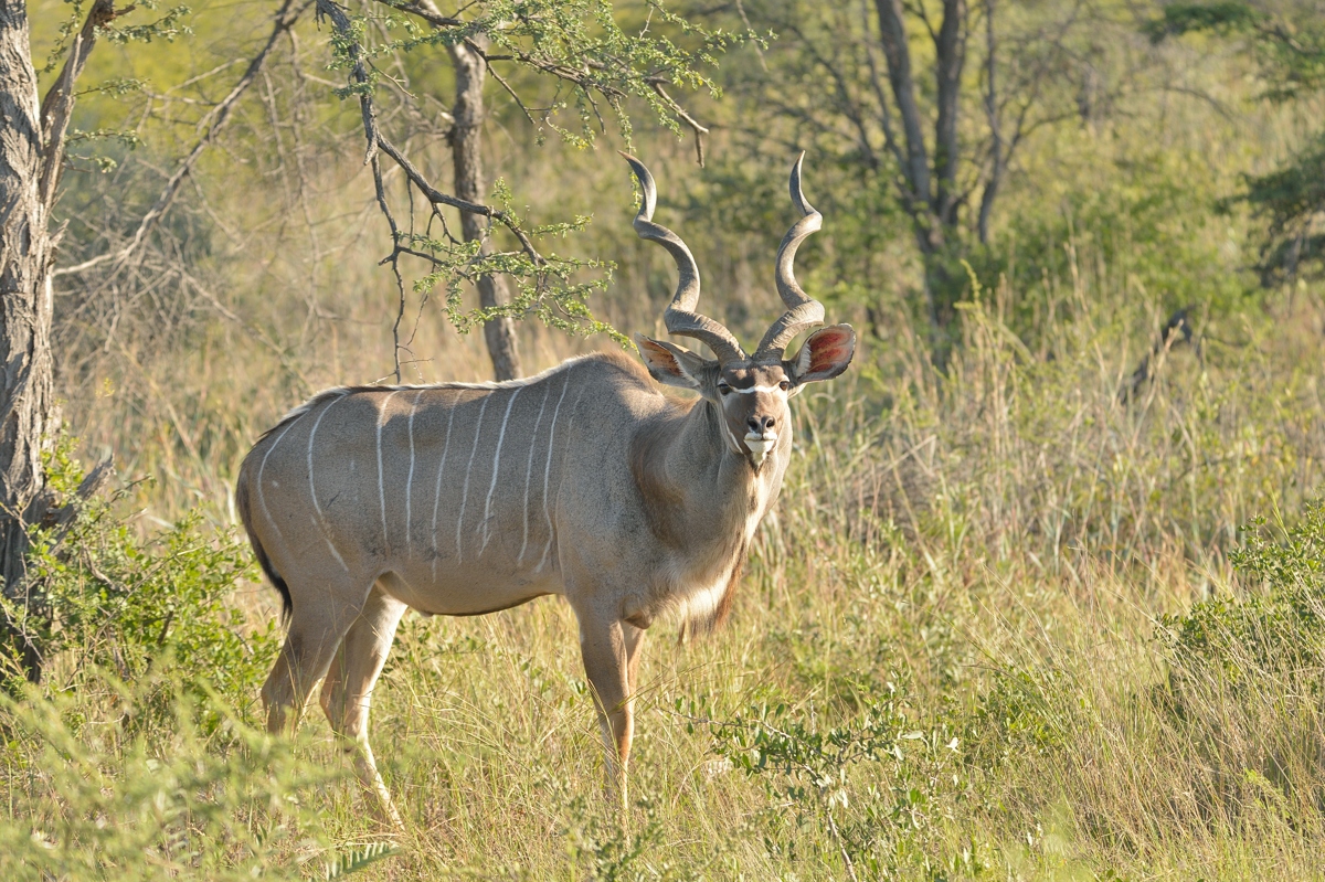 Kudu