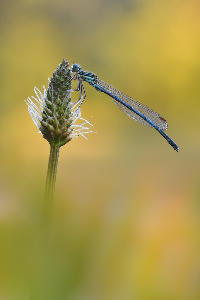 Federlibelle