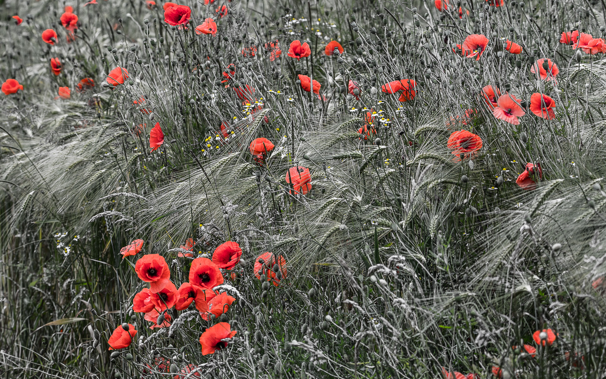 Mohnblumen