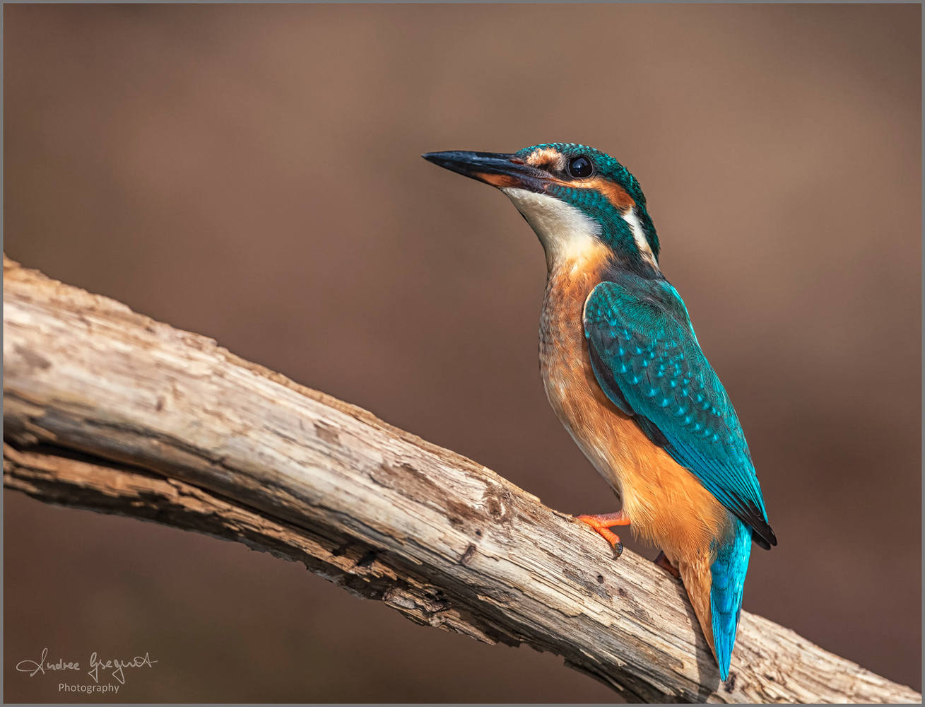 Kingfisher