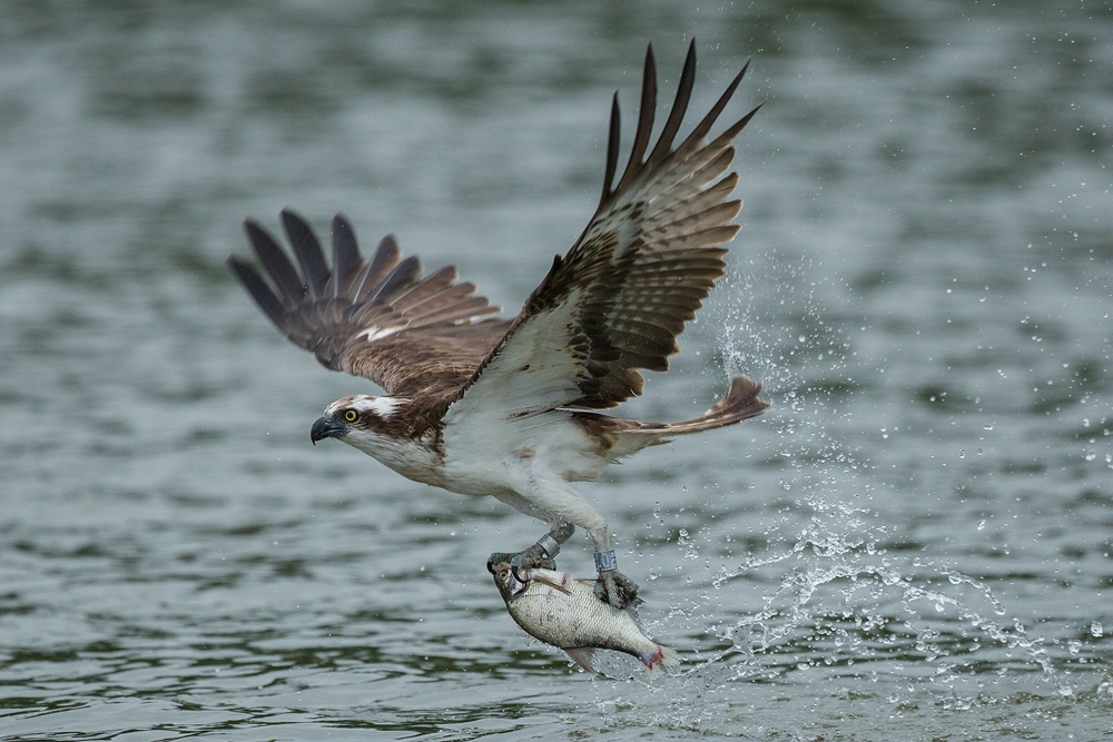 Fischadler (Forum für Naturfotografen)