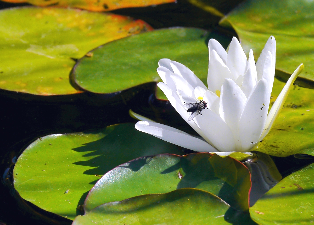 Fliegenbesuch