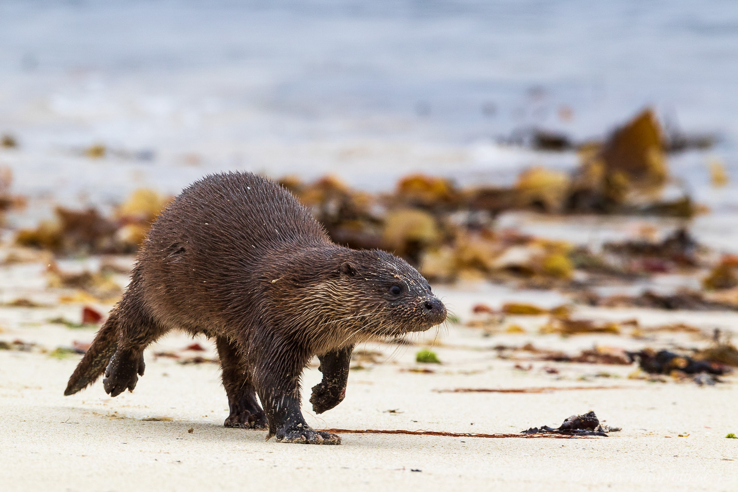 Otter