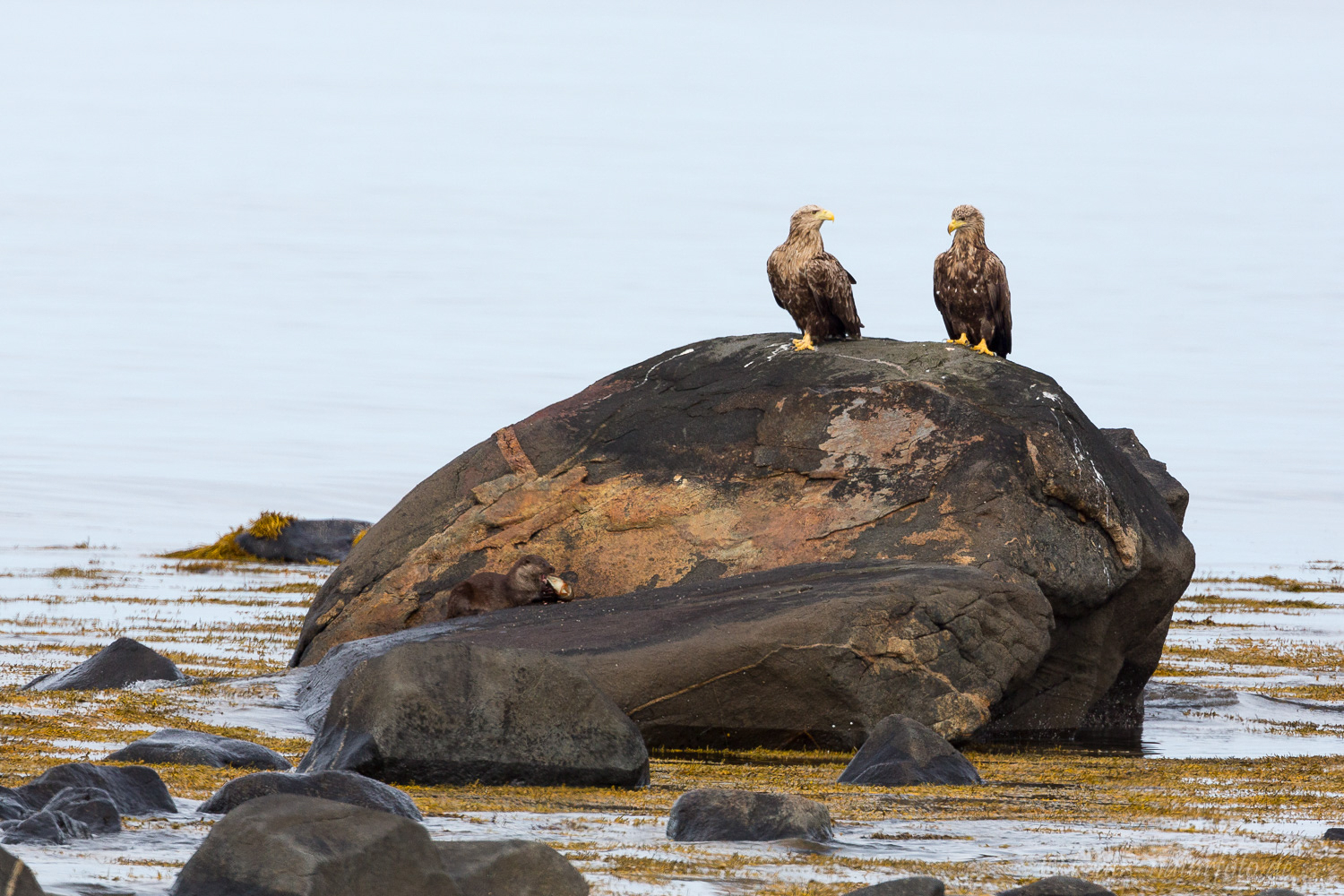 Seeadler und Otter