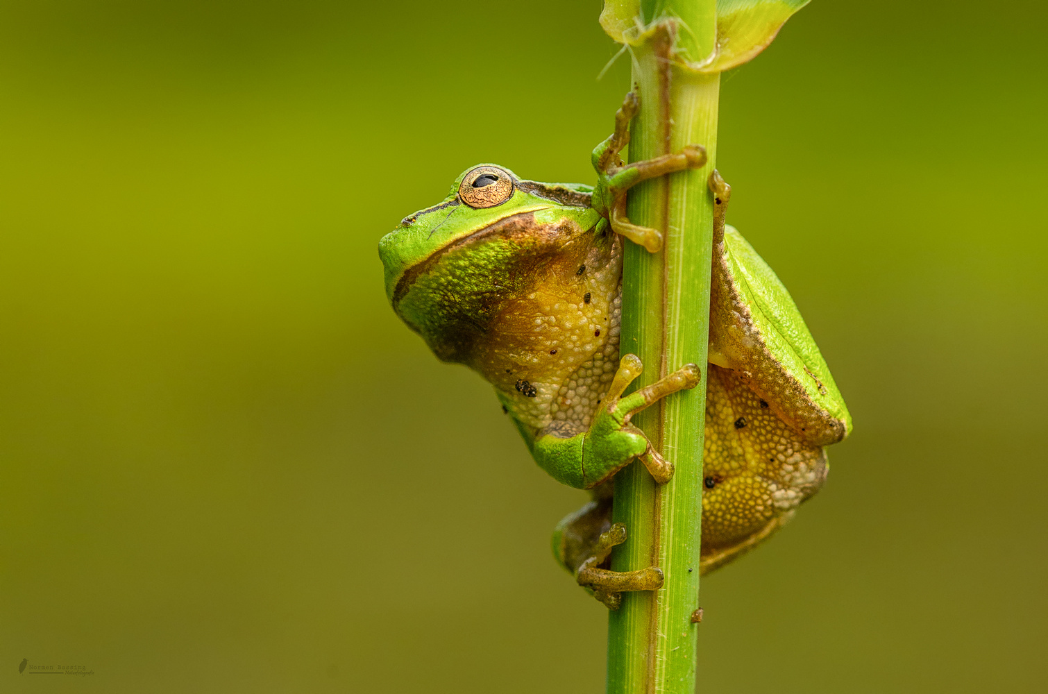 Laubfrosch ganz nah