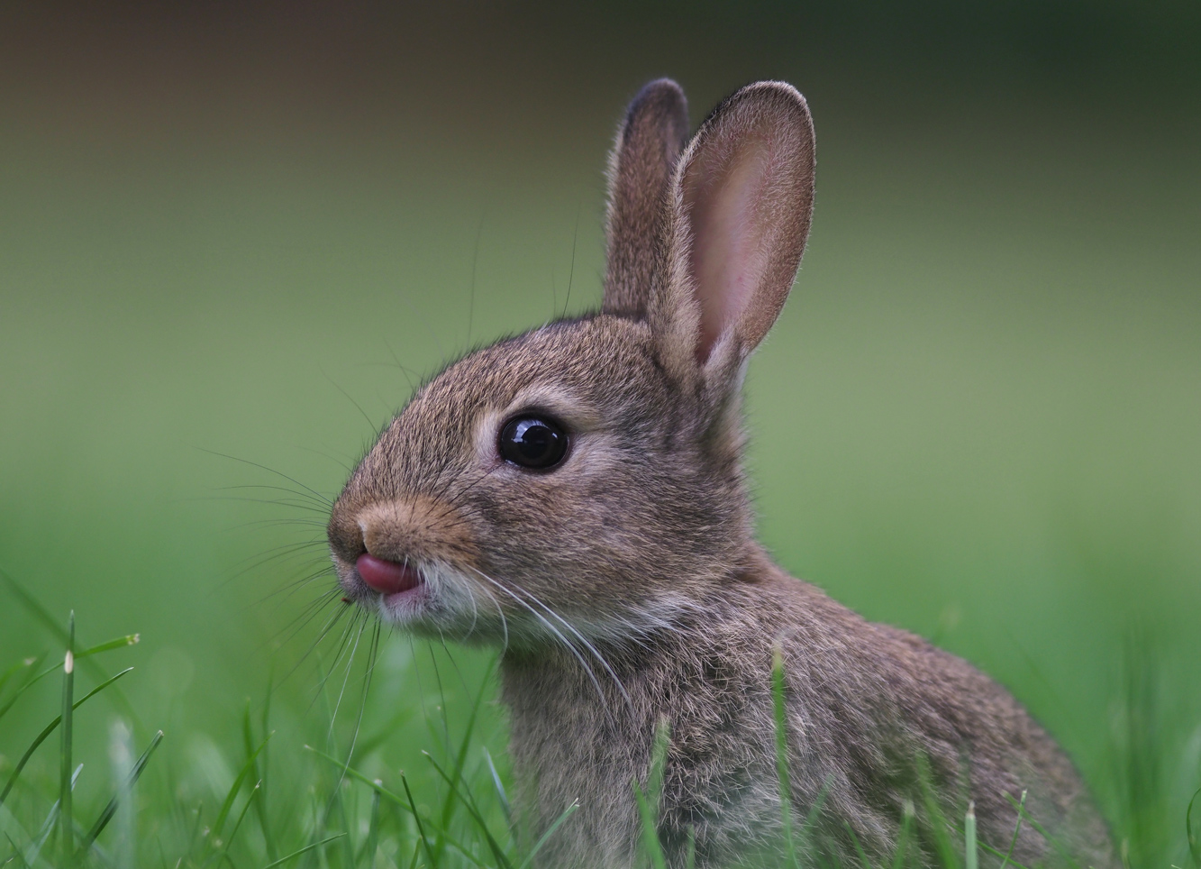 Kaninchen (Forum für Naturfotografen)