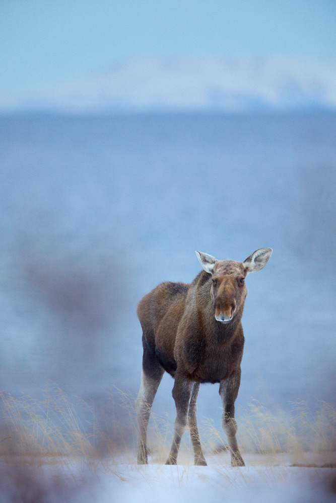 Elch (Alces alces)