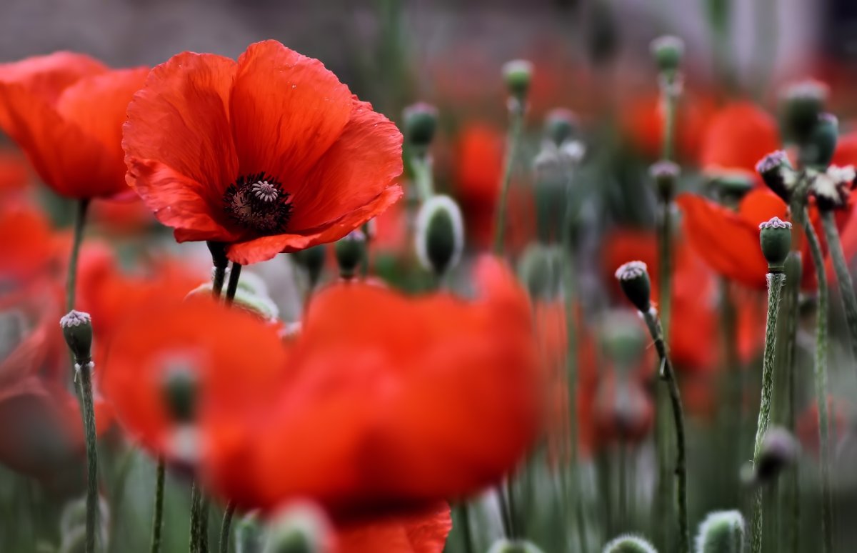 Mein Beitrag zum Mohn...