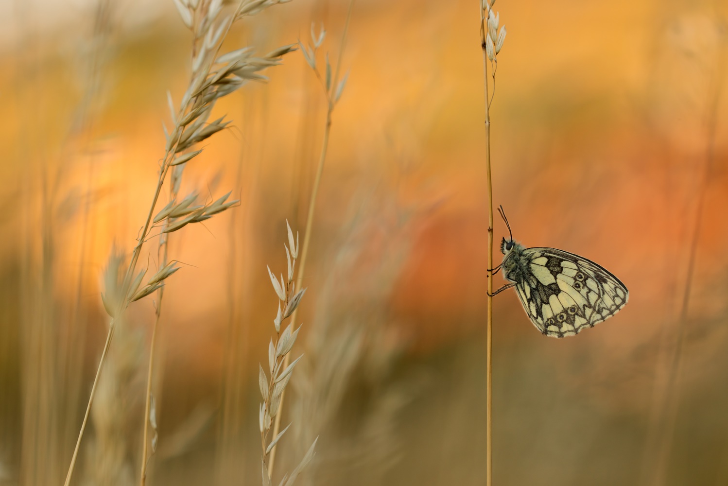 "Sommervogel"