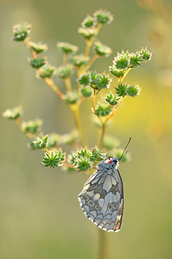 Schachbrettfalter (Melanargia galathea)