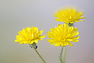 Drei Blüten und zwei Läuse