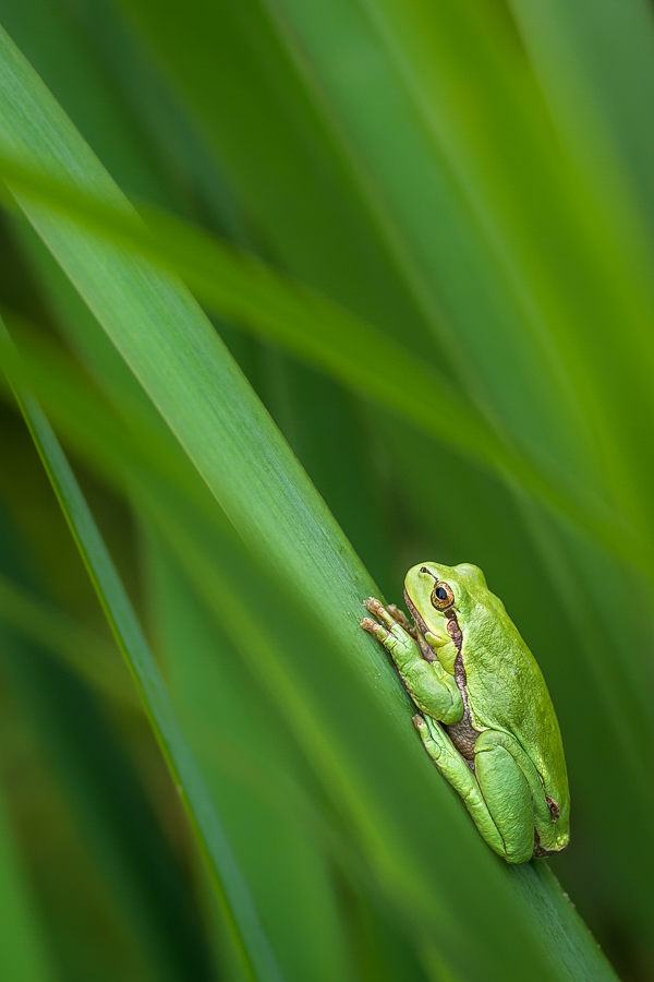 "Schilffrosch"