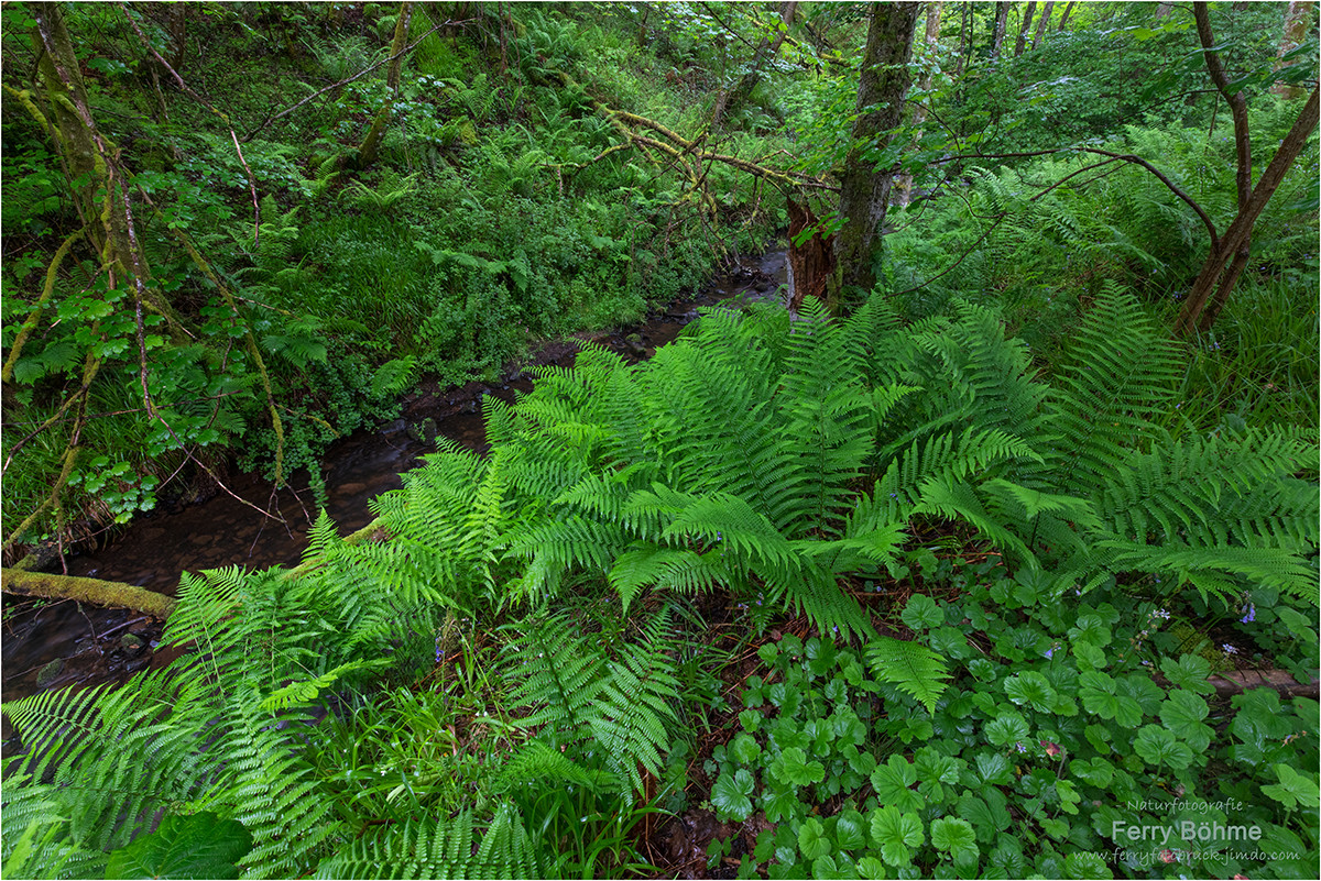 Fairy Glen I