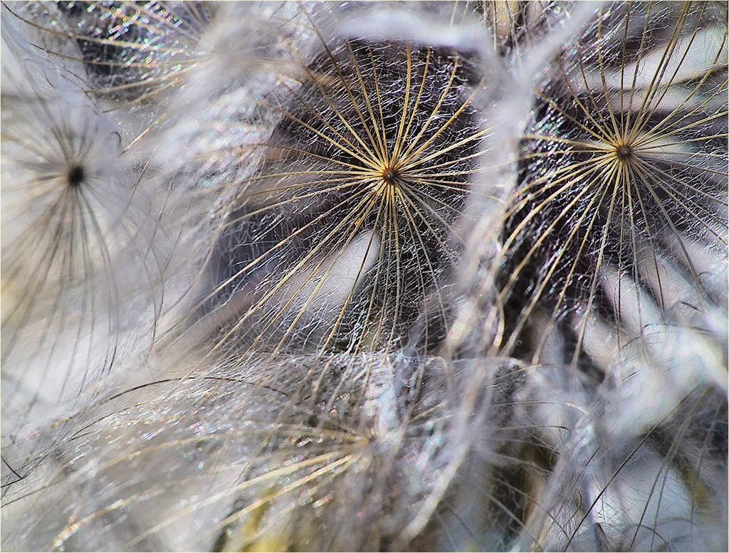 Wiesenbocksbart