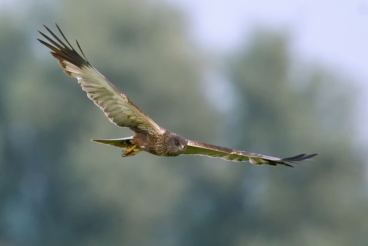 Auf der Jagd (Forum für Naturfotografen)