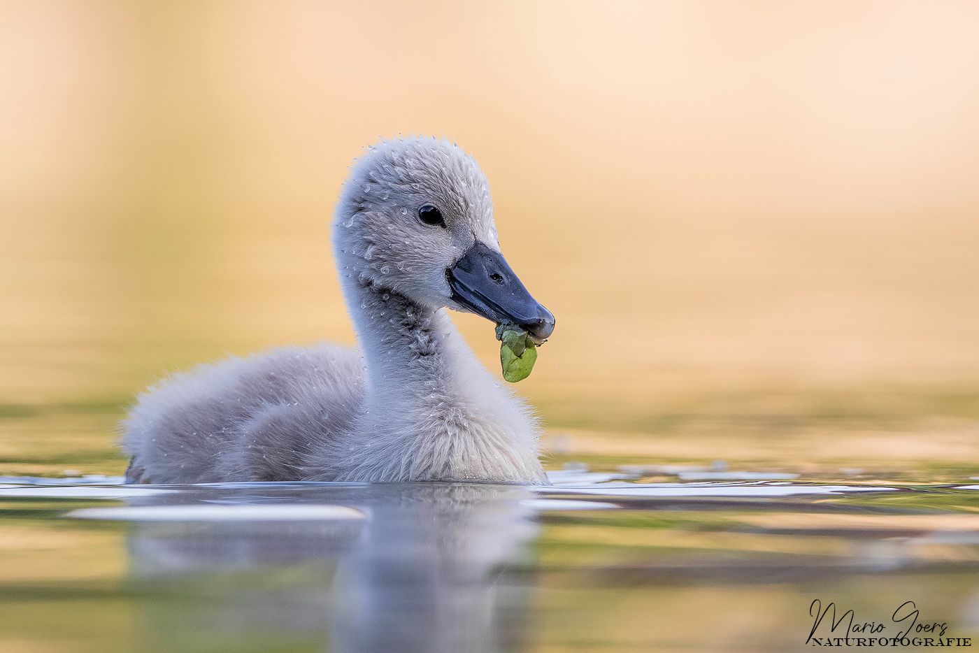 Jungschwan nach Tauchgang