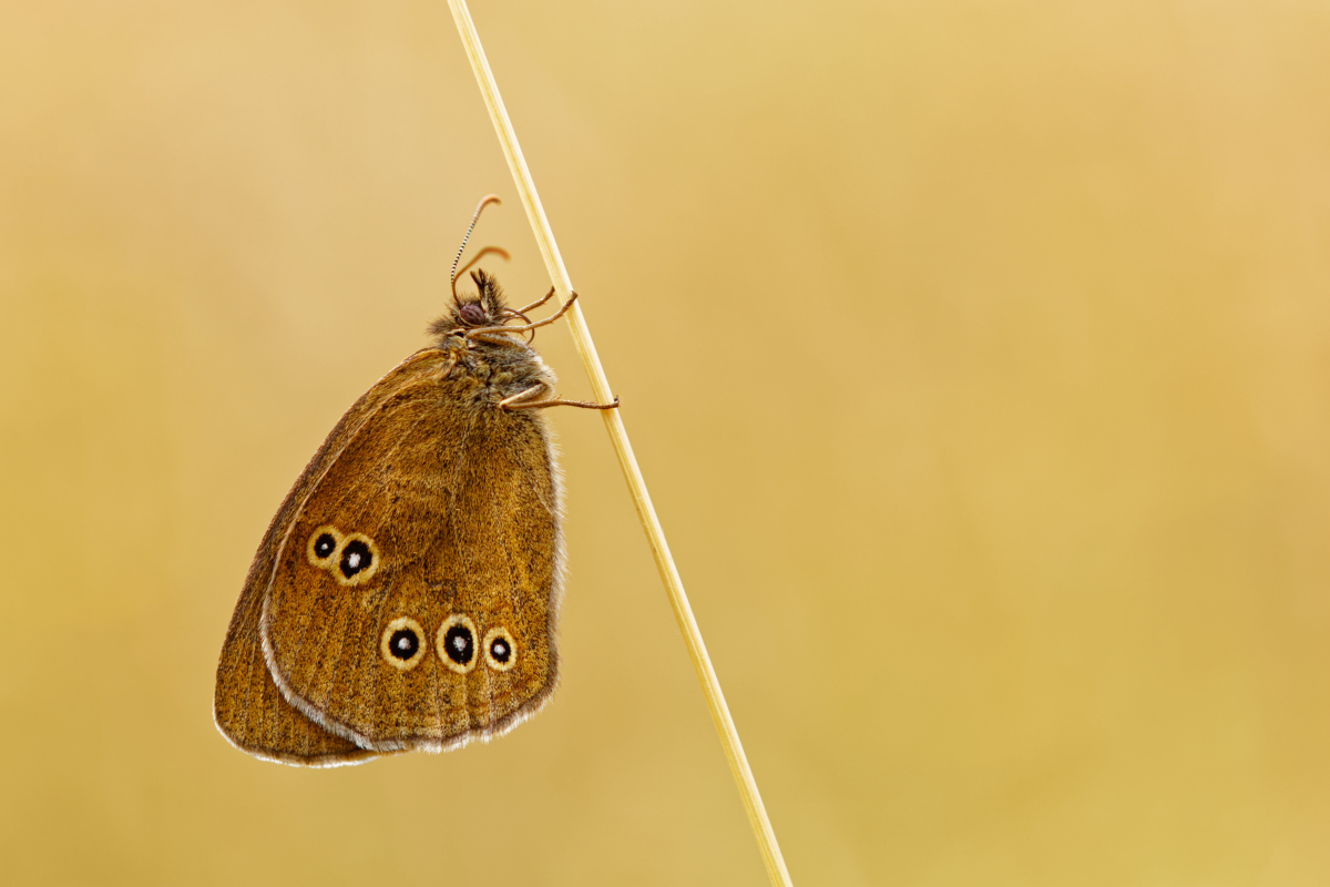 Brauner Waldvogel
