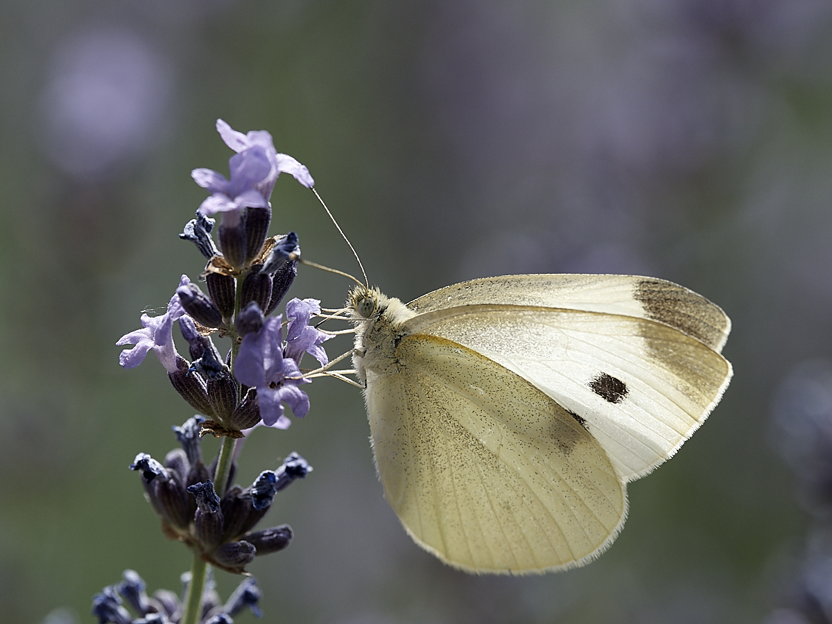 Kohlweißling an Lavendel