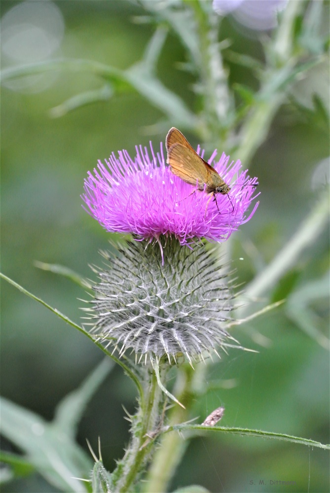 Falter auf Distel