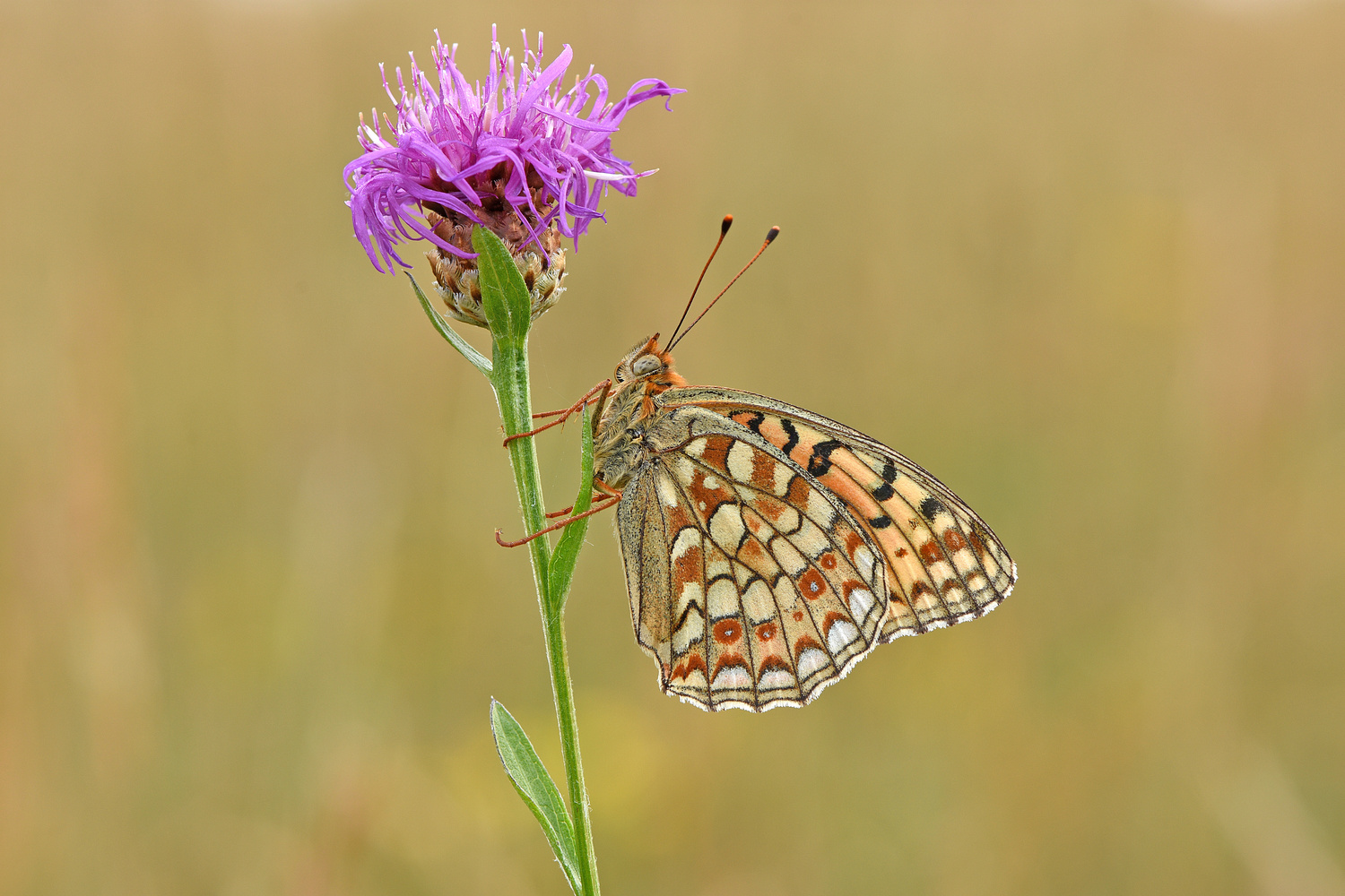 Perlmuttfalter an Flockenblume