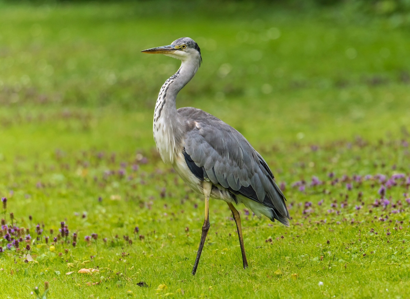 Auf der grünen Wiese