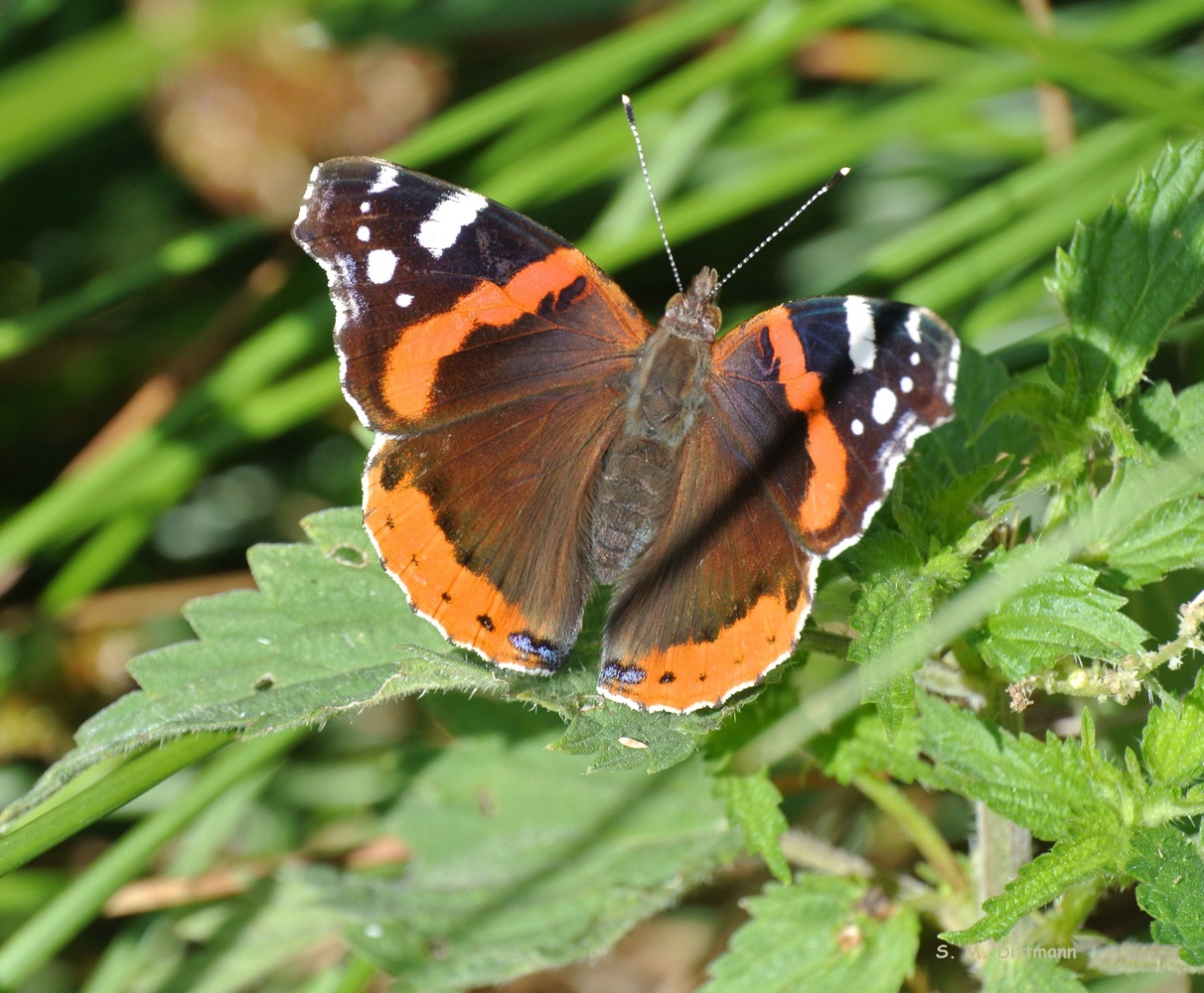 Der Admiral (Forum für Naturfotografen)