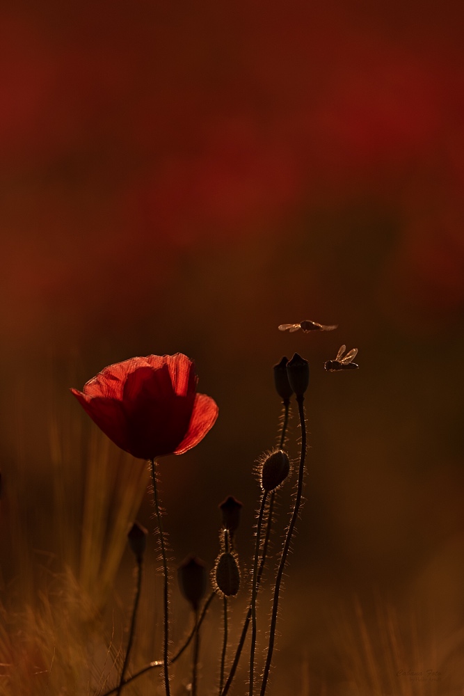 Fliege und Mohn im Abendlicht