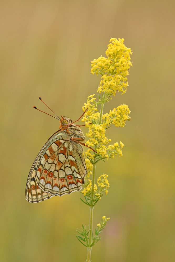 Mittlerer Perlmuttfalter (Fabriciana niobe)