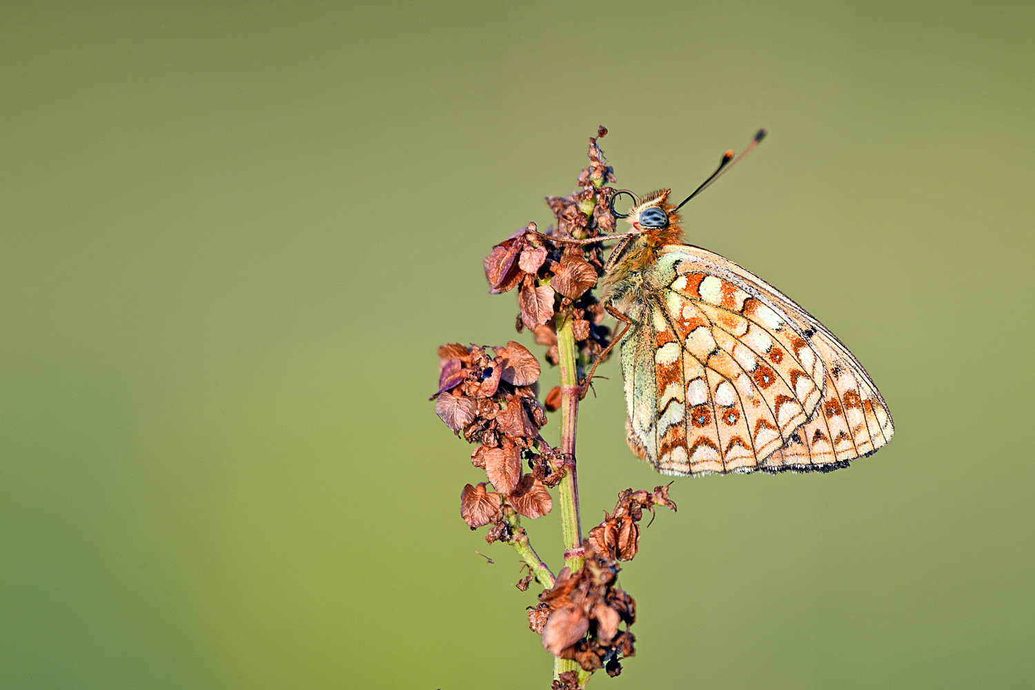 Mittlerer Perlmuttfalter (Fabriciana niobe)