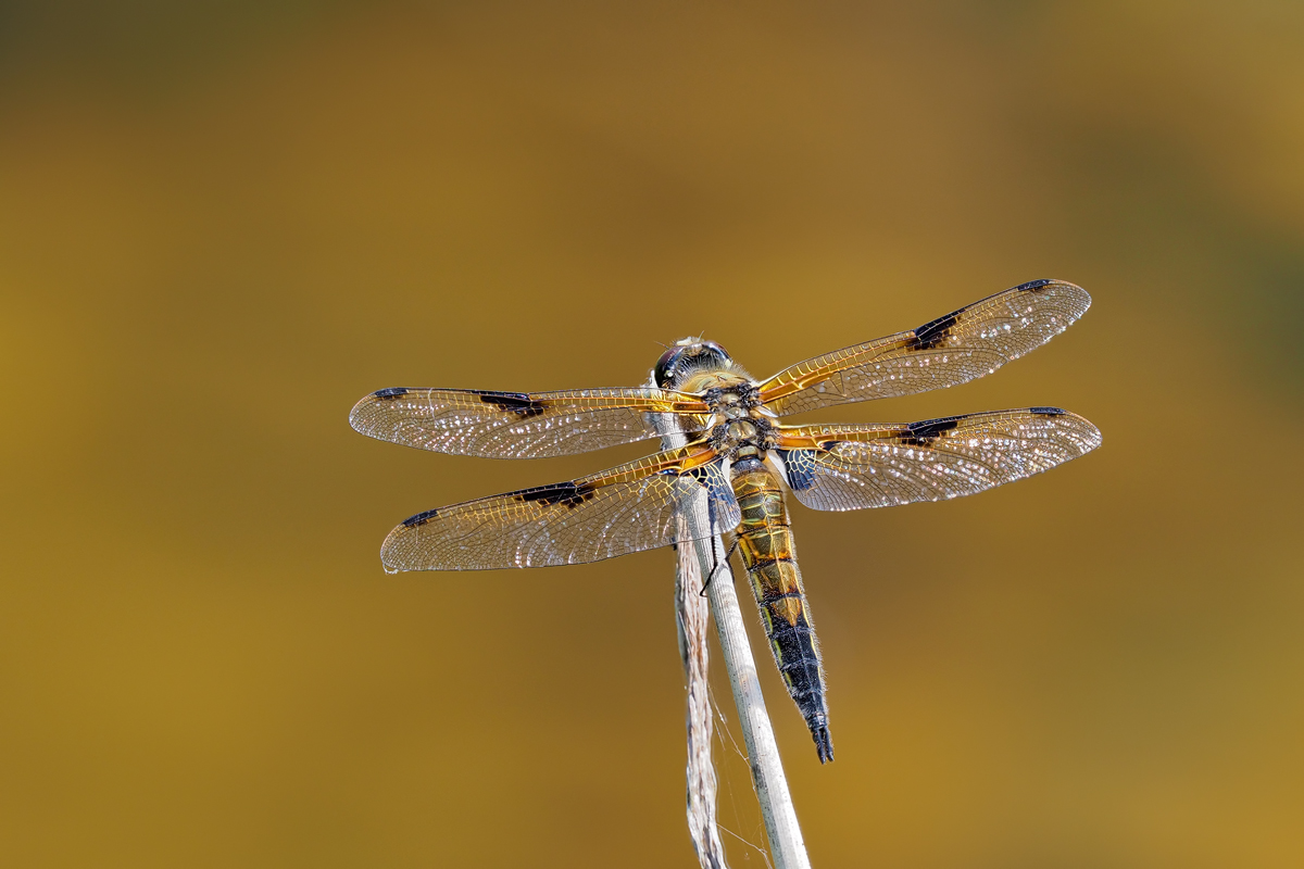 eine Vierfleck Libelle,