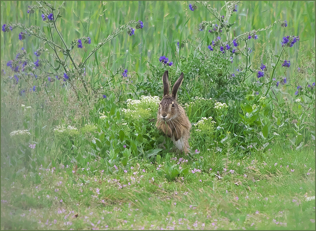 *Kleinohrhase im Grünen*