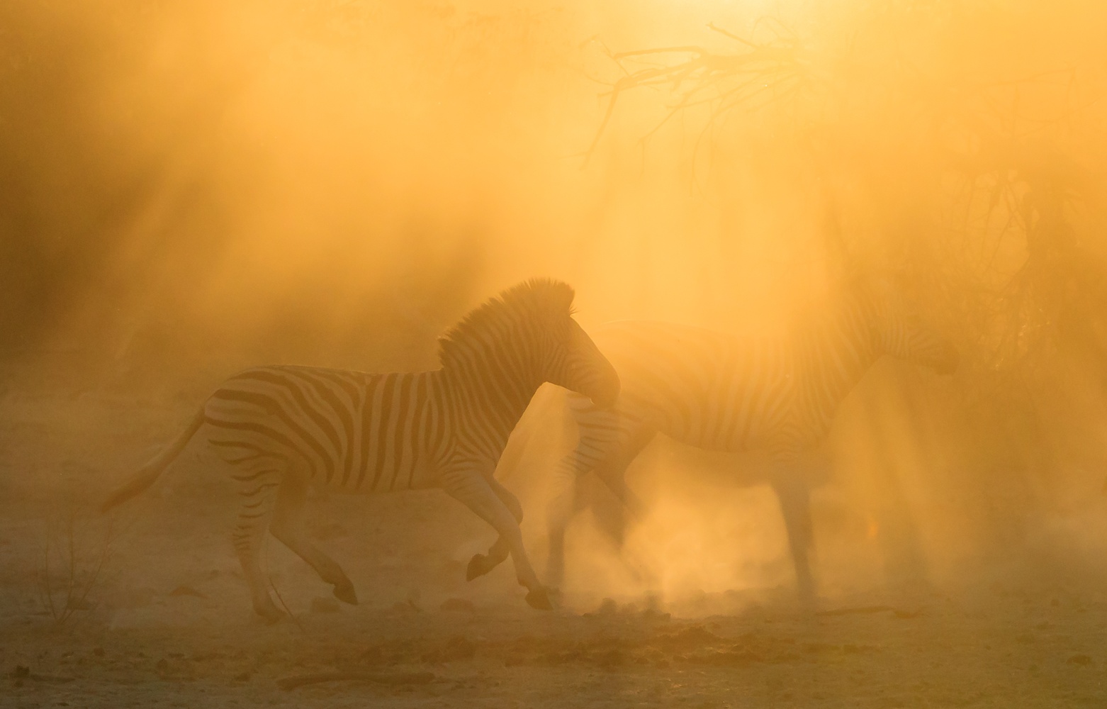 Zebrageist