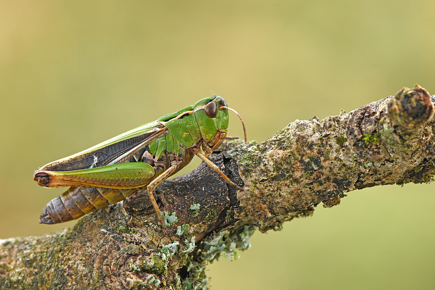 Heidegrashüpfer (Stenobothrus lineatus)