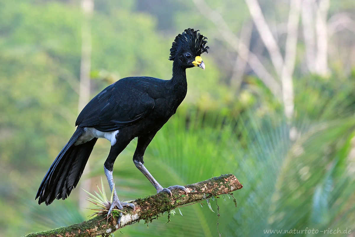 Great curassow