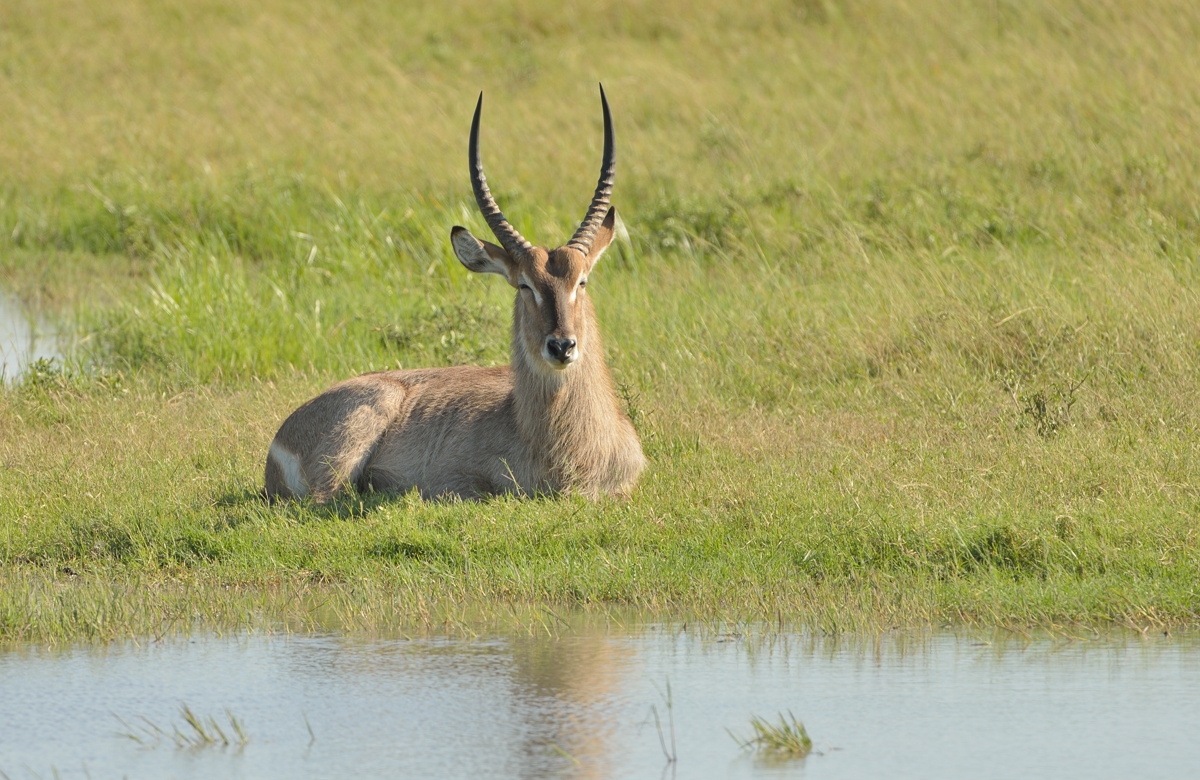 Wasserbock