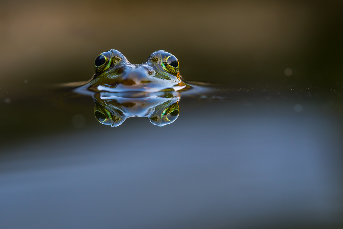 Spieglein Spieglein auf dem Teich.....