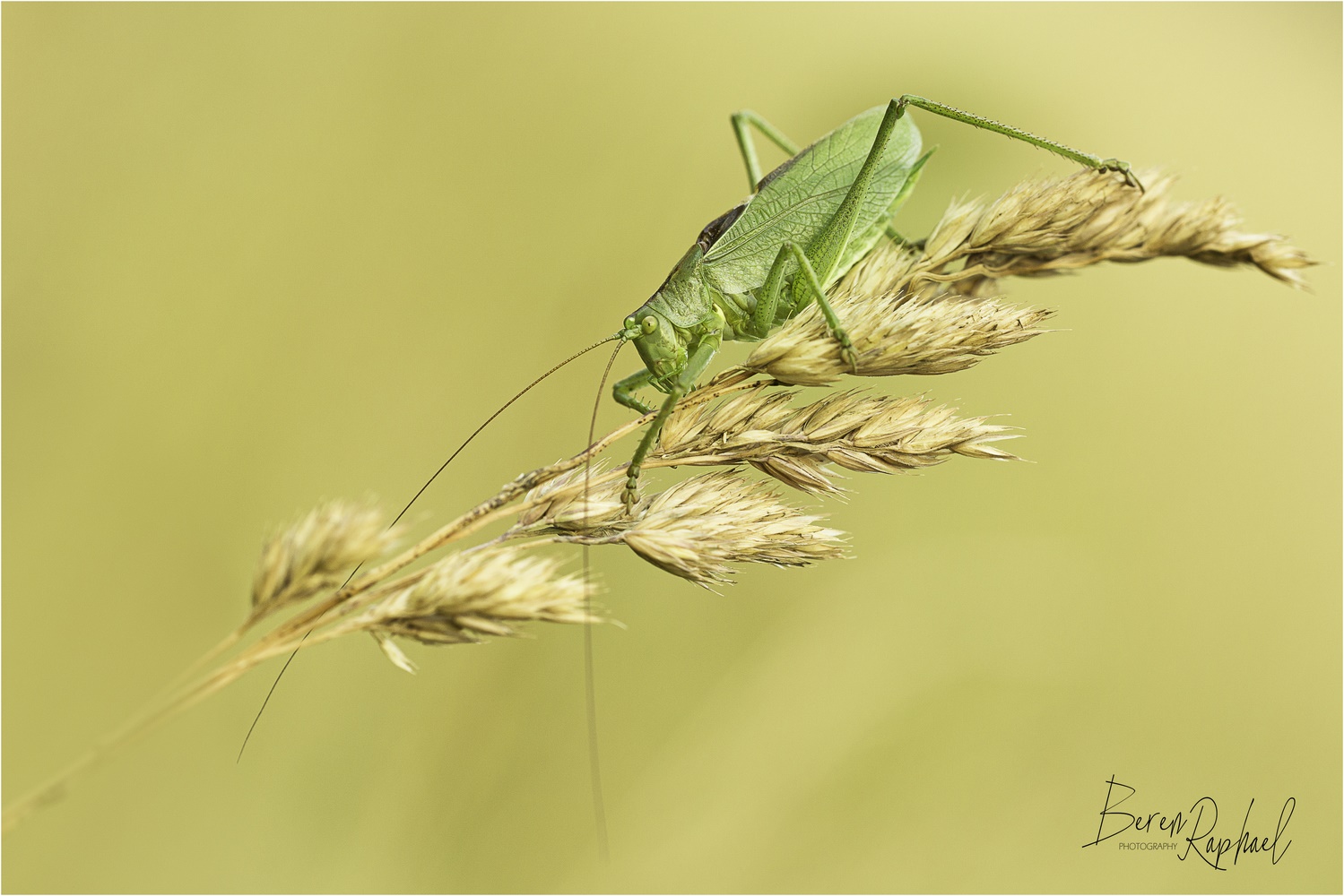 Grüne Heupferd (Tettigonia viridissima)