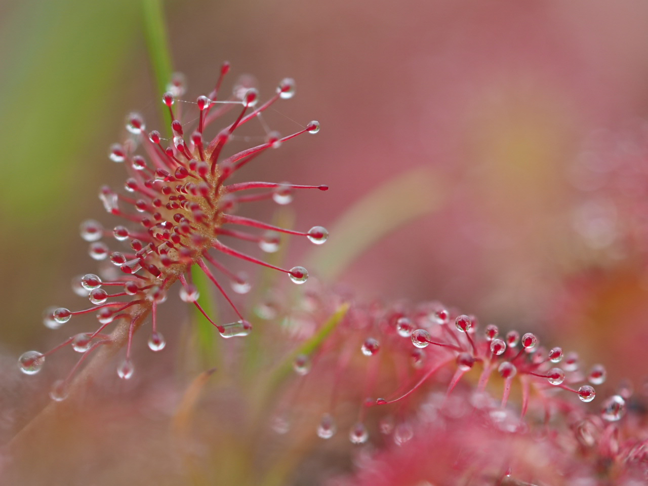 Mittlerer Sonnentau (drosera intermedia)