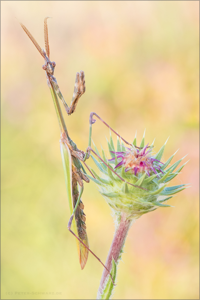 Hauben Fangschrecke (Empusa fasciata)