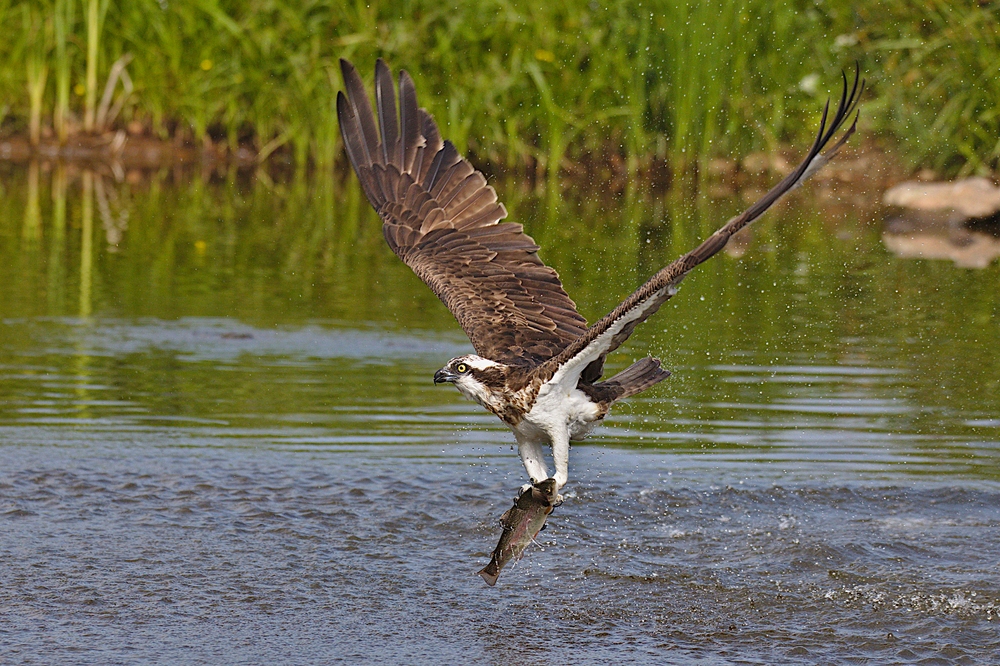 Anglerglück