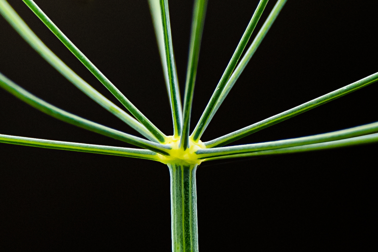 Geometrie in der Natur...