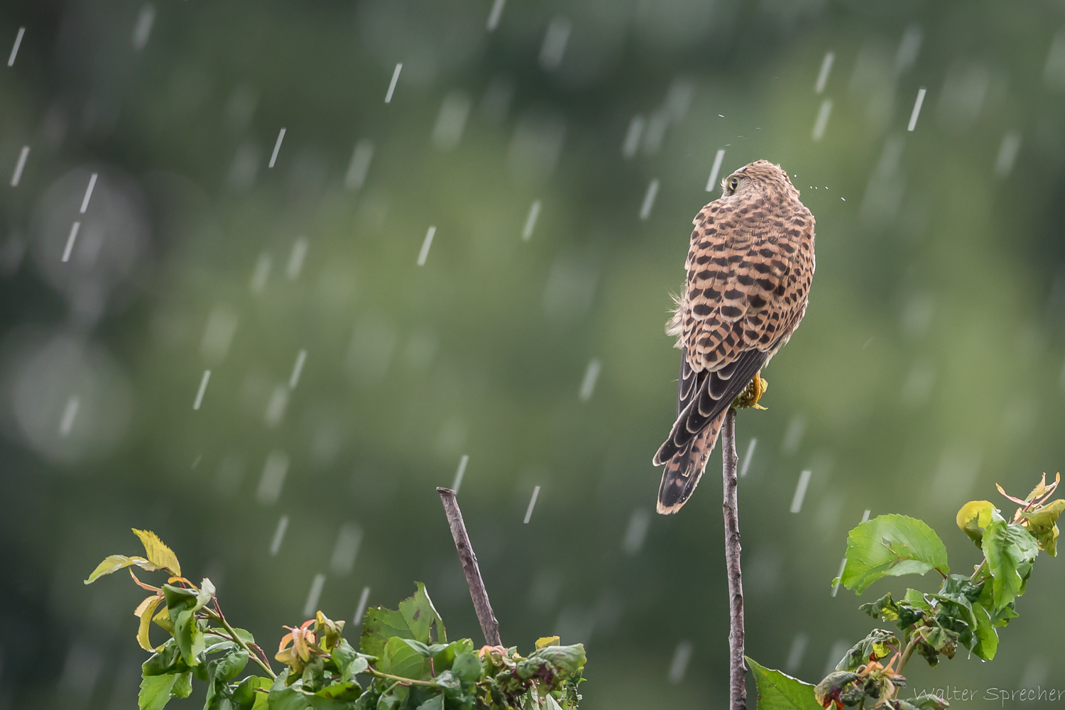 (S)Turmfalke