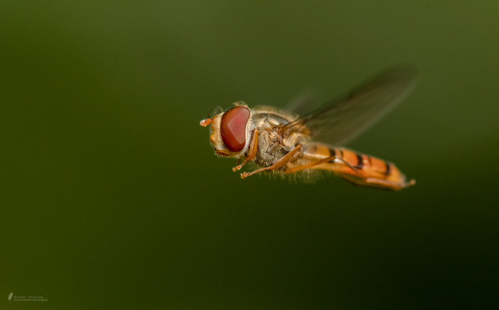 Schwebefliege im Flug