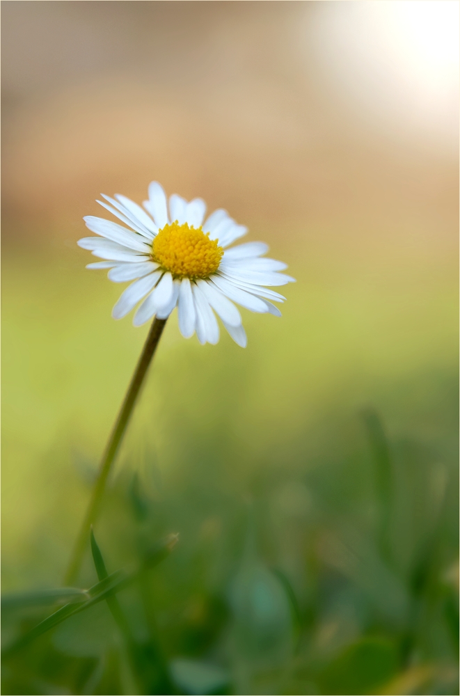 Gänseblümchen..