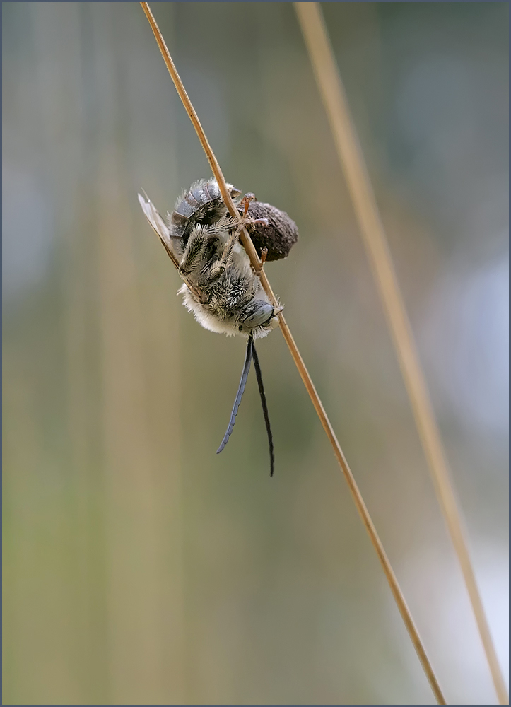 *Langhornbienchen_2*