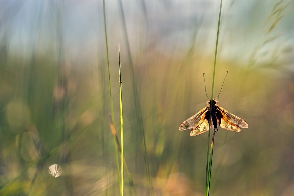 Schönwetterflieger