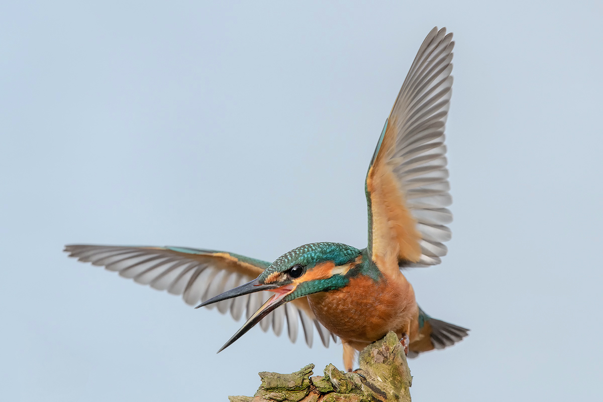 Eisvogel Jungspund