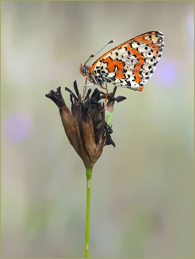 *Melitaea didyma*