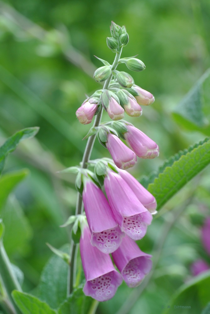 Digitalis purpurea